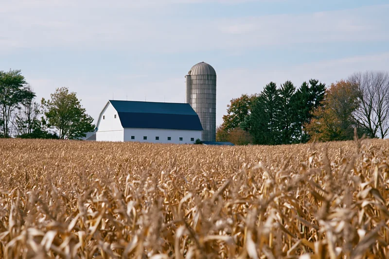 Mature dried corn field in foreground with white barn and silo in background on rural farmstead