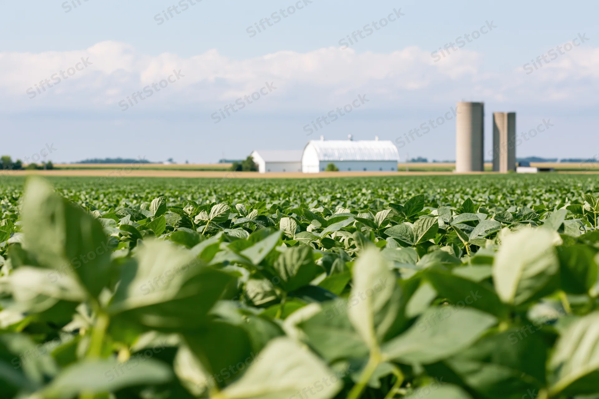 Soybean field stretching toward a white barn and silos in the midwest countryside