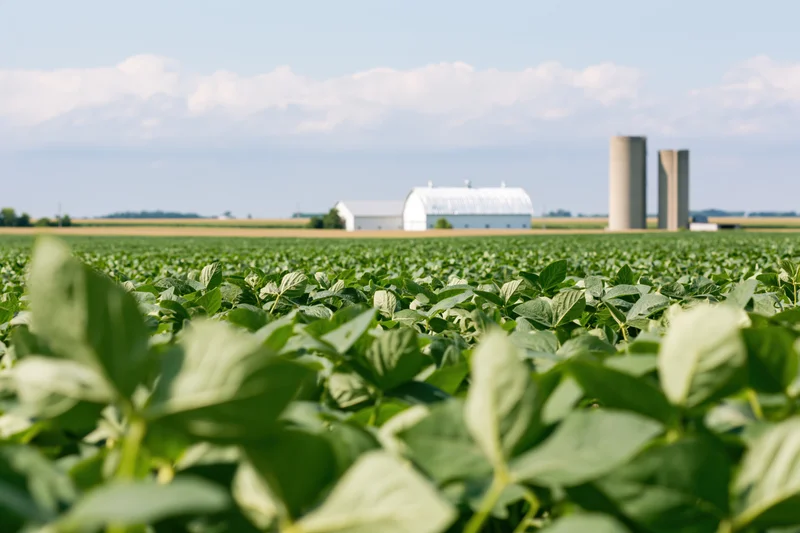 Soybean field stretching toward a white barn and silos in the midwest countryside
