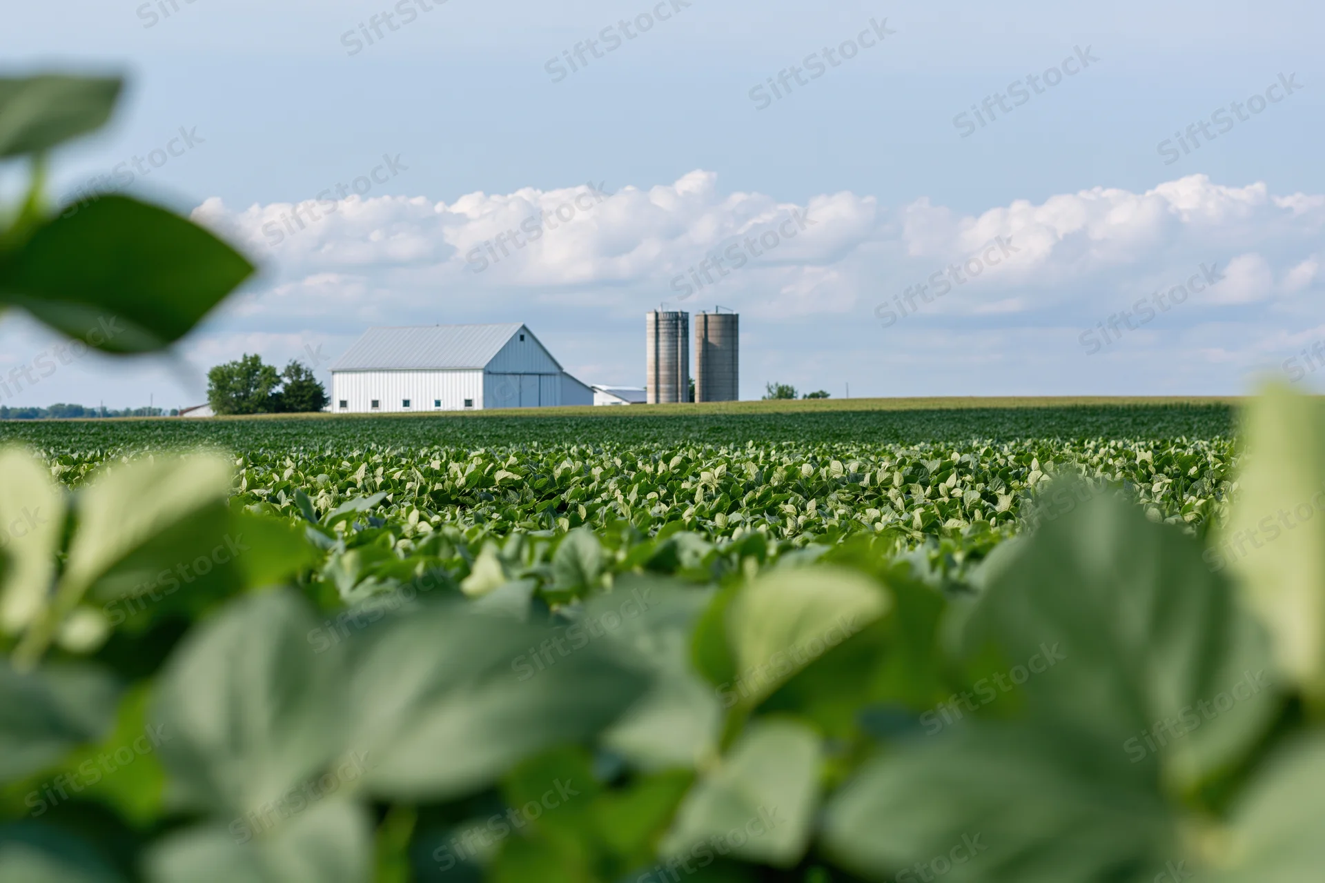 Soybean field stretching toward a white barn and silos under a cloudy sky in midwestern farmland