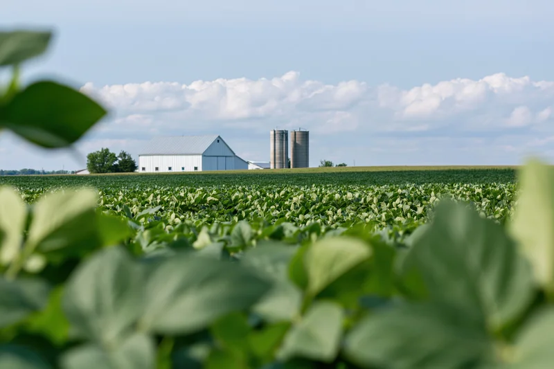 Soybean field stretching toward a white barn and silos under a cloudy sky in midwestern farmland