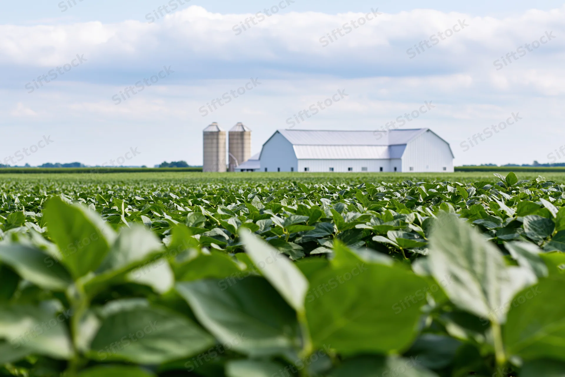 Soybean field stretching toward a white barn and silos in midwestern farmland