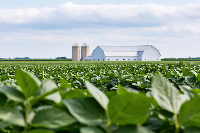 Soybean field stretching toward a white barn and silos in midwestern farmland