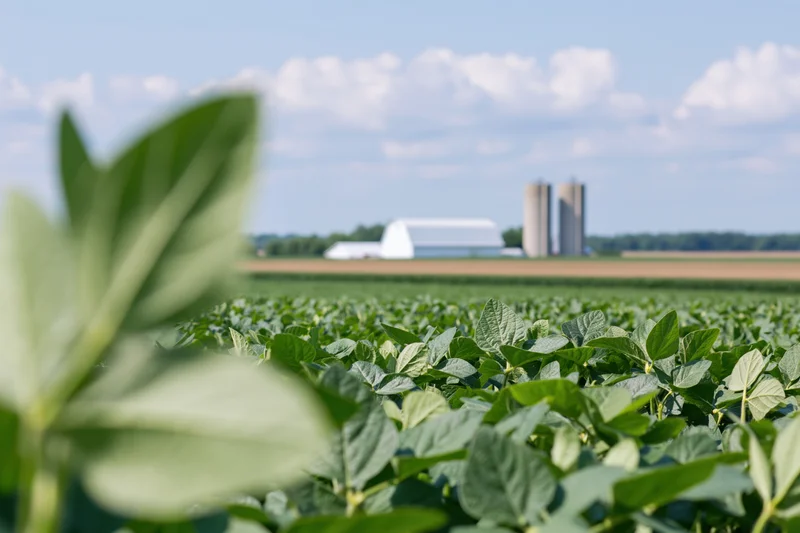Soybean field stretching toward a farm complex with barn and silos under a blue sky