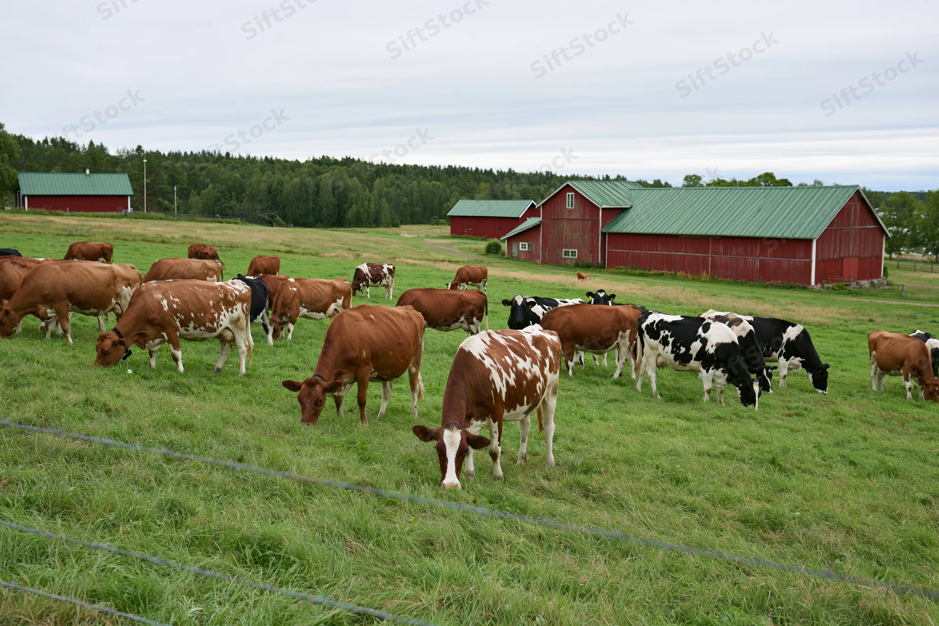 Mixed herd of brown and black-and-white dairy cows grazing on a green pasture near red barns in a rural farm setting