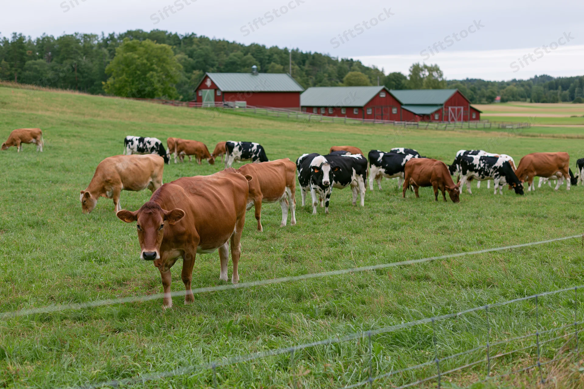 Mixed herd of brown and black-and-white dairy cows grazing in a grassy pasture near red barns