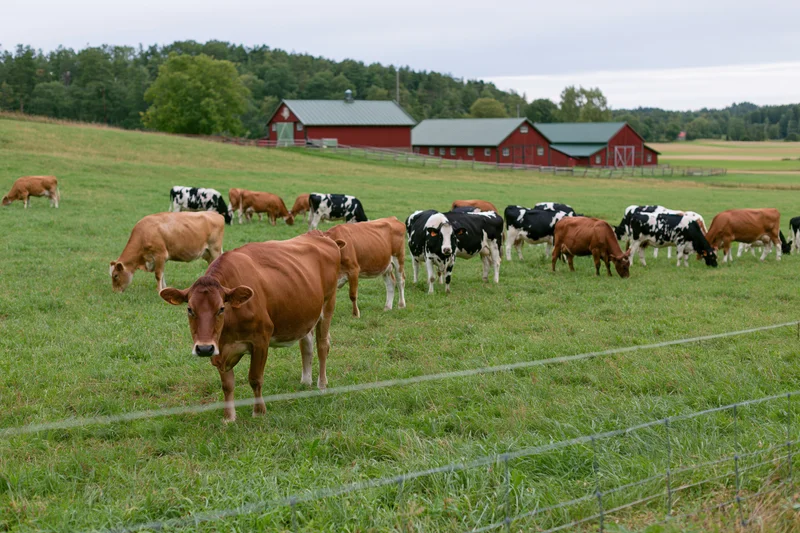 Mixed herd of brown and black-and-white dairy cows grazing in a grassy pasture near red barns