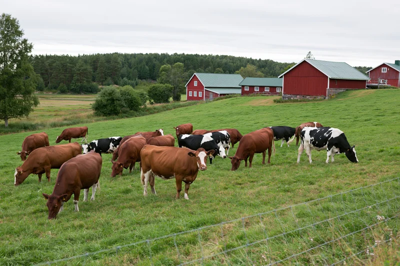 Mixed herd of brown and black-and-white dairy cows grazing on a green pasture near red barns and forested hills