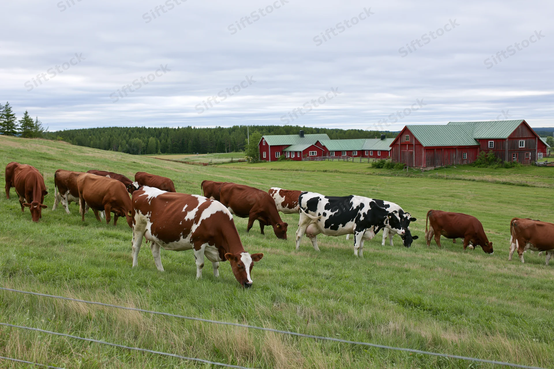 Mixed herd of brown and black-and-white dairy cows grazing on a green pasture near red barns