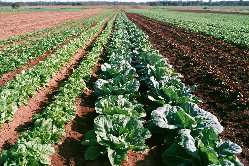 Rows of leafy vegetables growing in neat lines across a cultivated field stretching toward the horizon