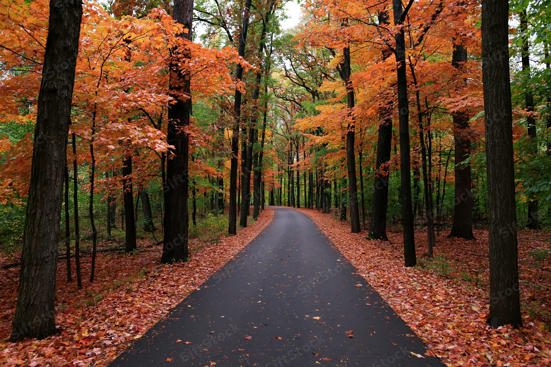 Narrow paved path winding through dense deciduous forest in autumn with orange and red foliage lining both sides