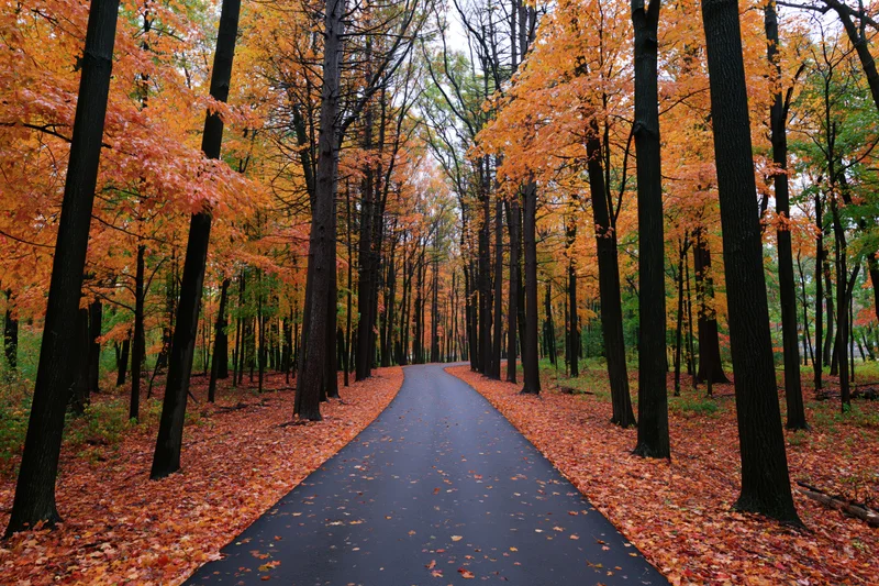 Narrow paved path winding through dense deciduous forest in autumn with orange foliage and fallen leaves lining the sides
