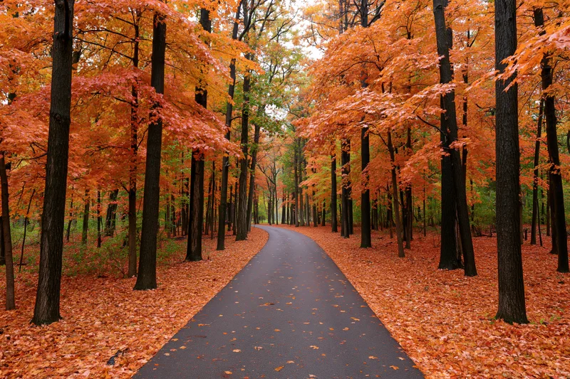 Winding paved path through dense deciduous forest in autumn with orange foliage and fallen leaves covering ground