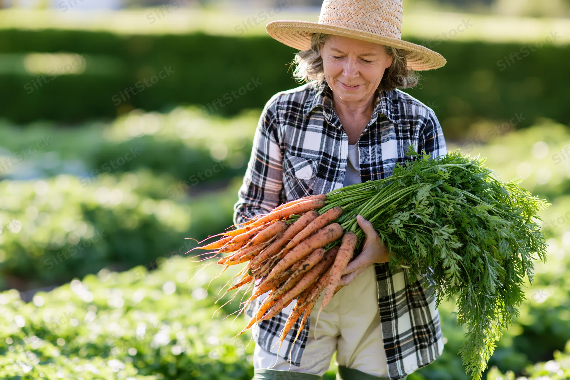 Senior woman holding freshly harvested carrots in a vegetable garden