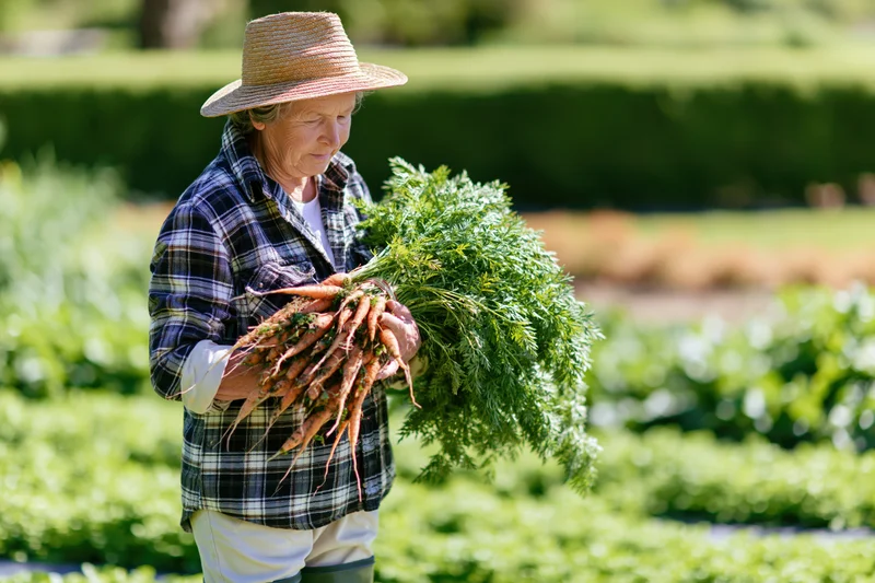 Senior woman holding freshly harvested carrots in a vegetable garden