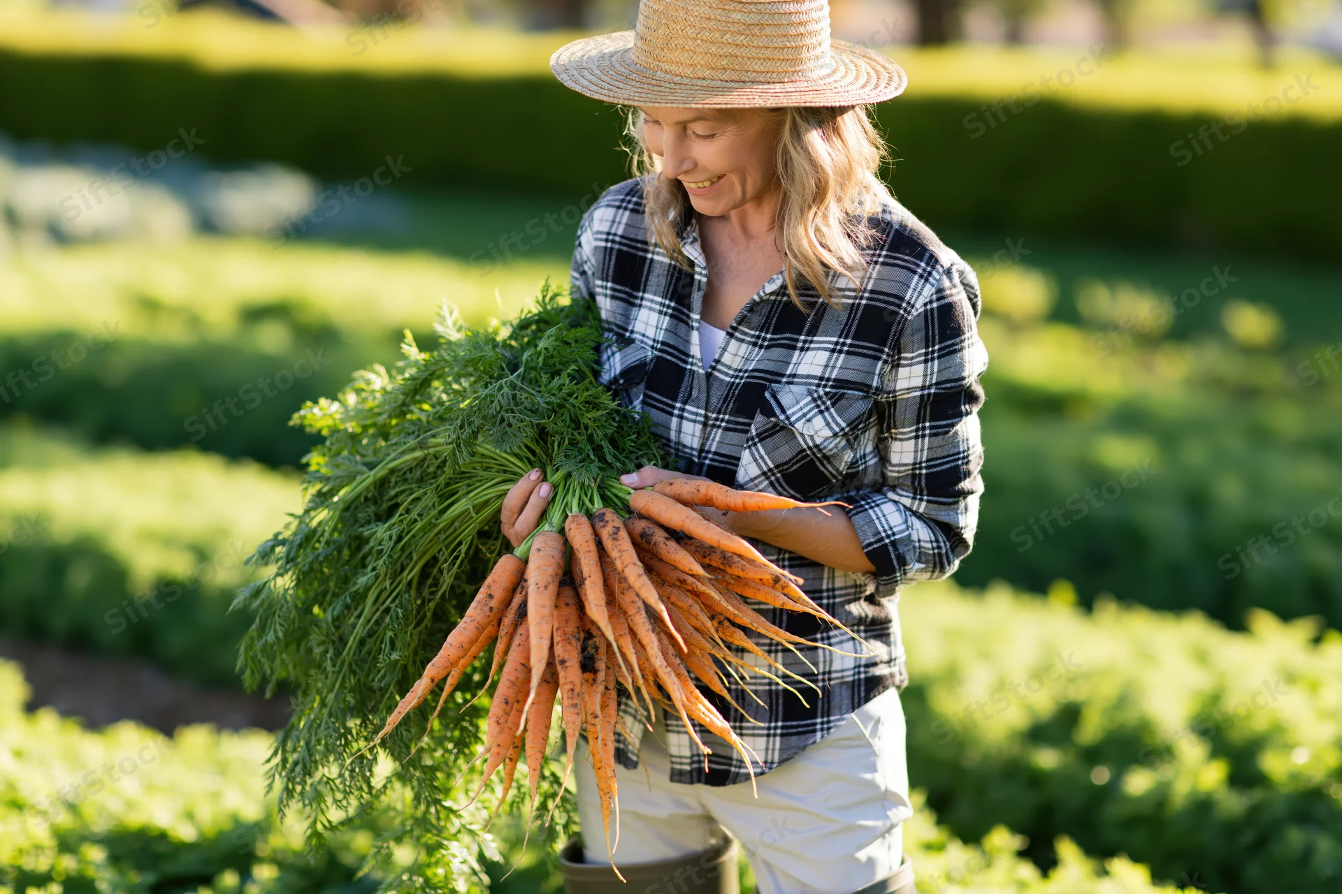 Senior woman holding a bunch of freshly harvested carrots in a vegetable garden