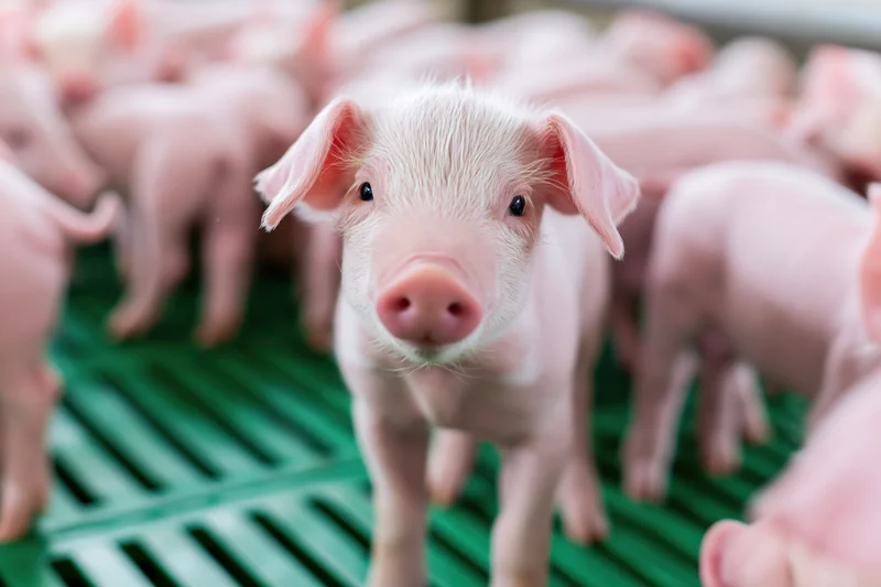 Young piglet standing upright and looking directly at camera in a green slatted flooring pen surrounded by other piglets