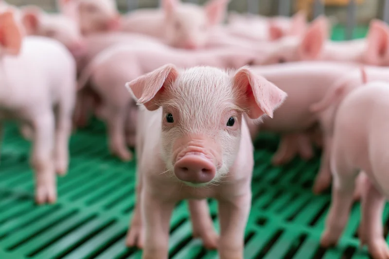 Young piglet standing upright and looking directly at camera in a green slatted flooring pig nursery