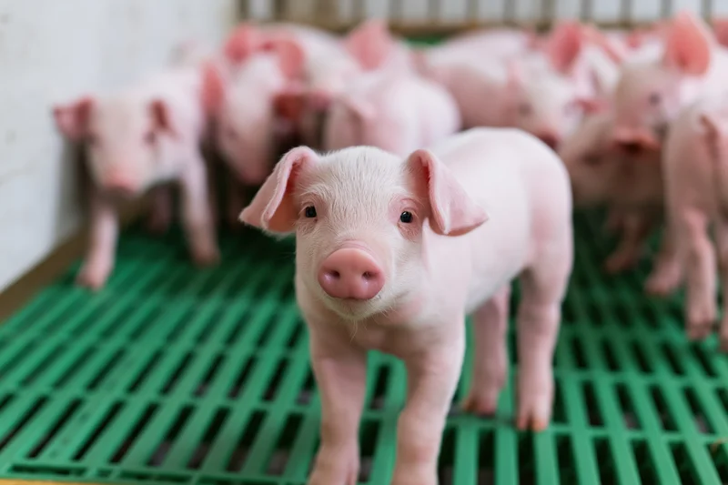 One young pink piglet standing and looking directly at camera