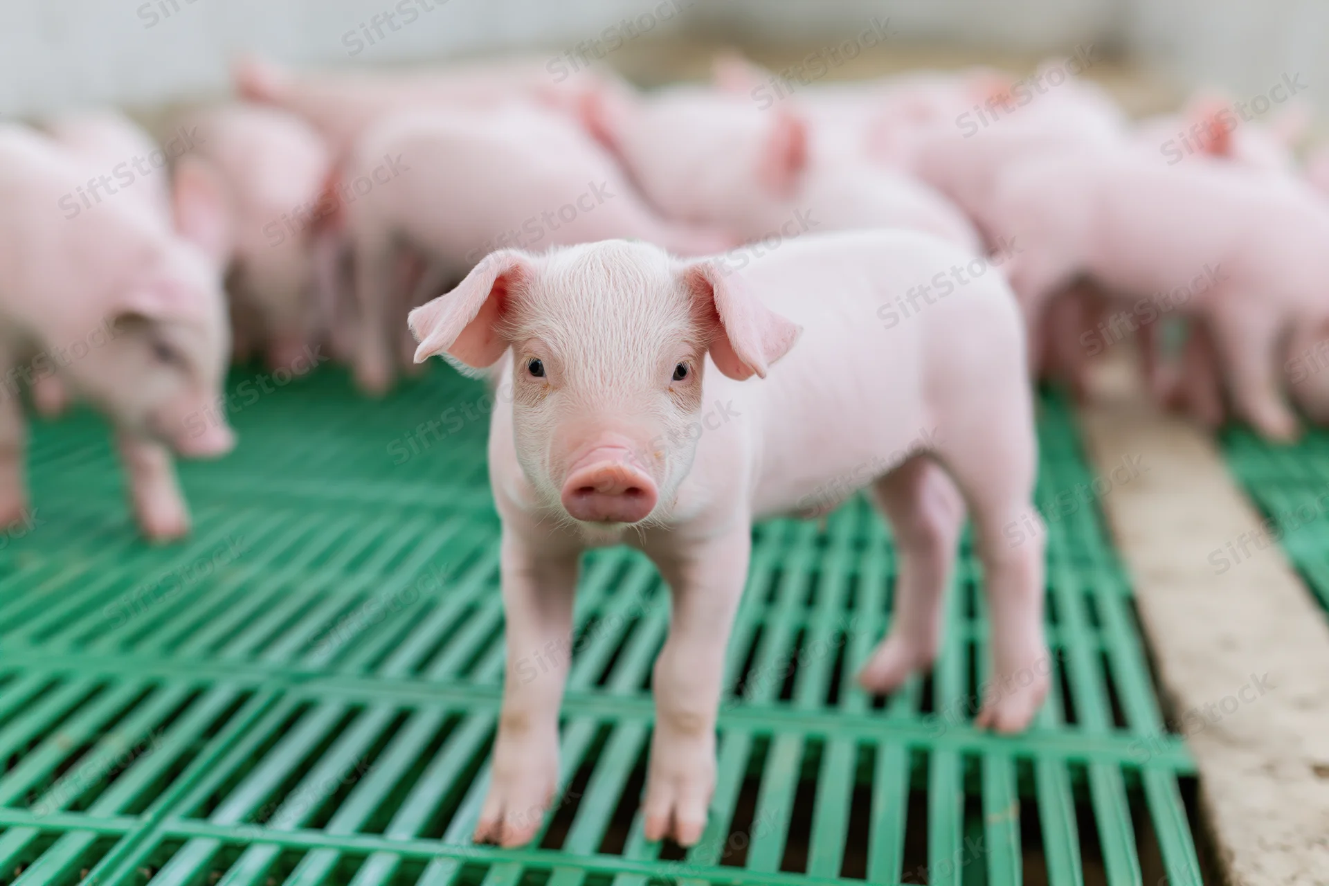 Young pink piglet standing and looking directly at camera on green slatted flooring in farm pen