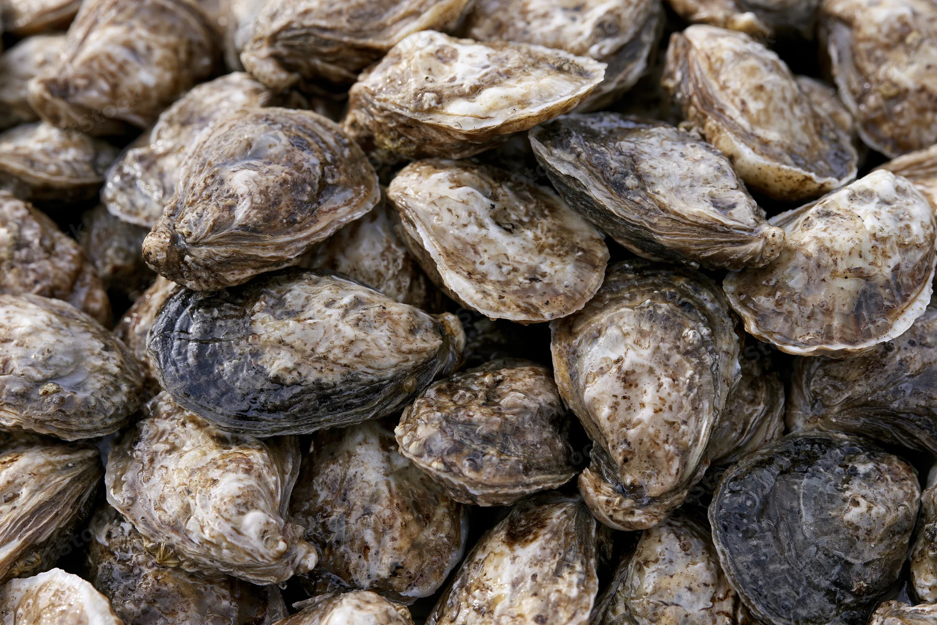 Pile of fresh whole oysters in closed shells filling the frame
