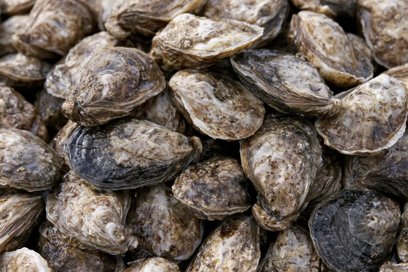 Pile of fresh whole oysters in closed shells filling the frame
