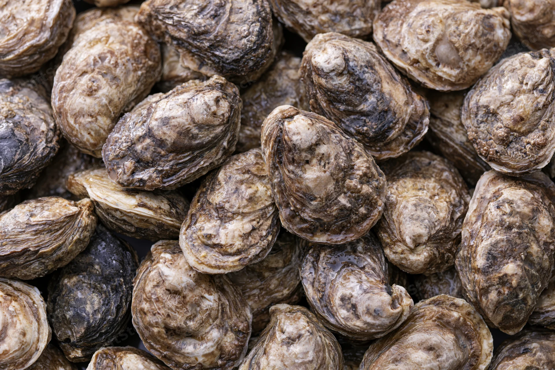Pile of fresh whole oysters in closed shells filling the frame