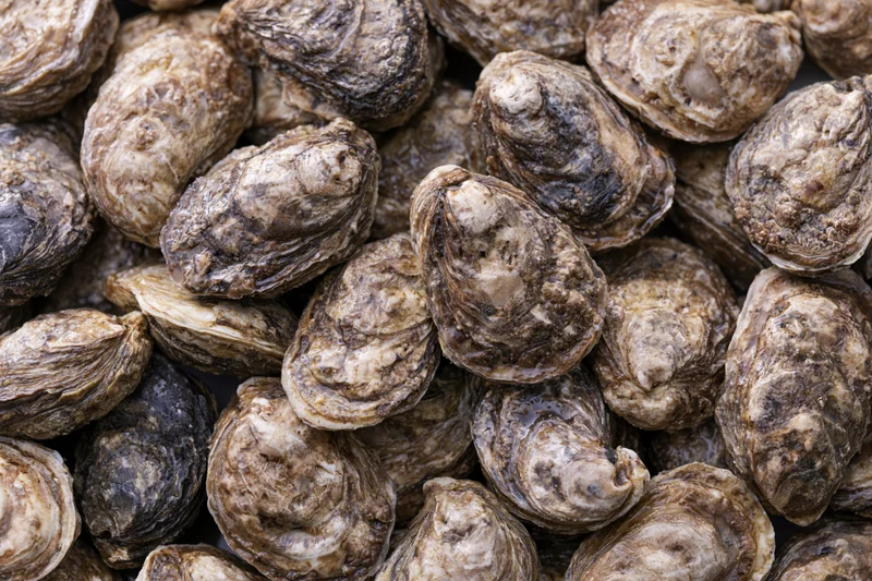 Pile of fresh whole oysters in closed shells filling the frame