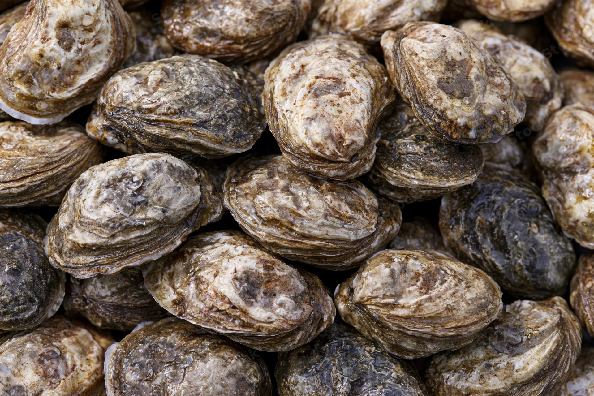 Pile of fresh whole oysters in closed shells filling the frame