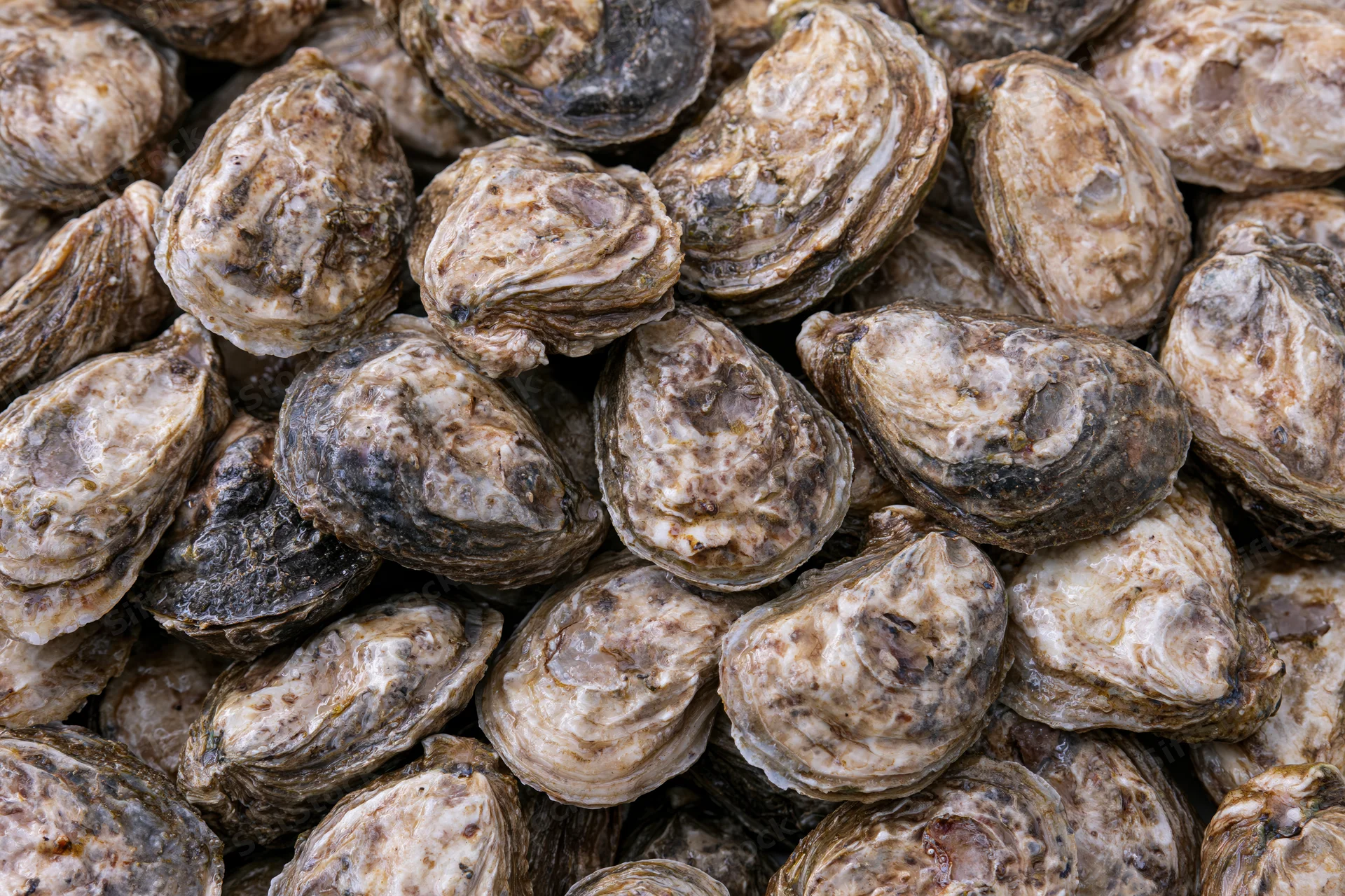 Pile of fresh whole oysters in closed shells filling the frame