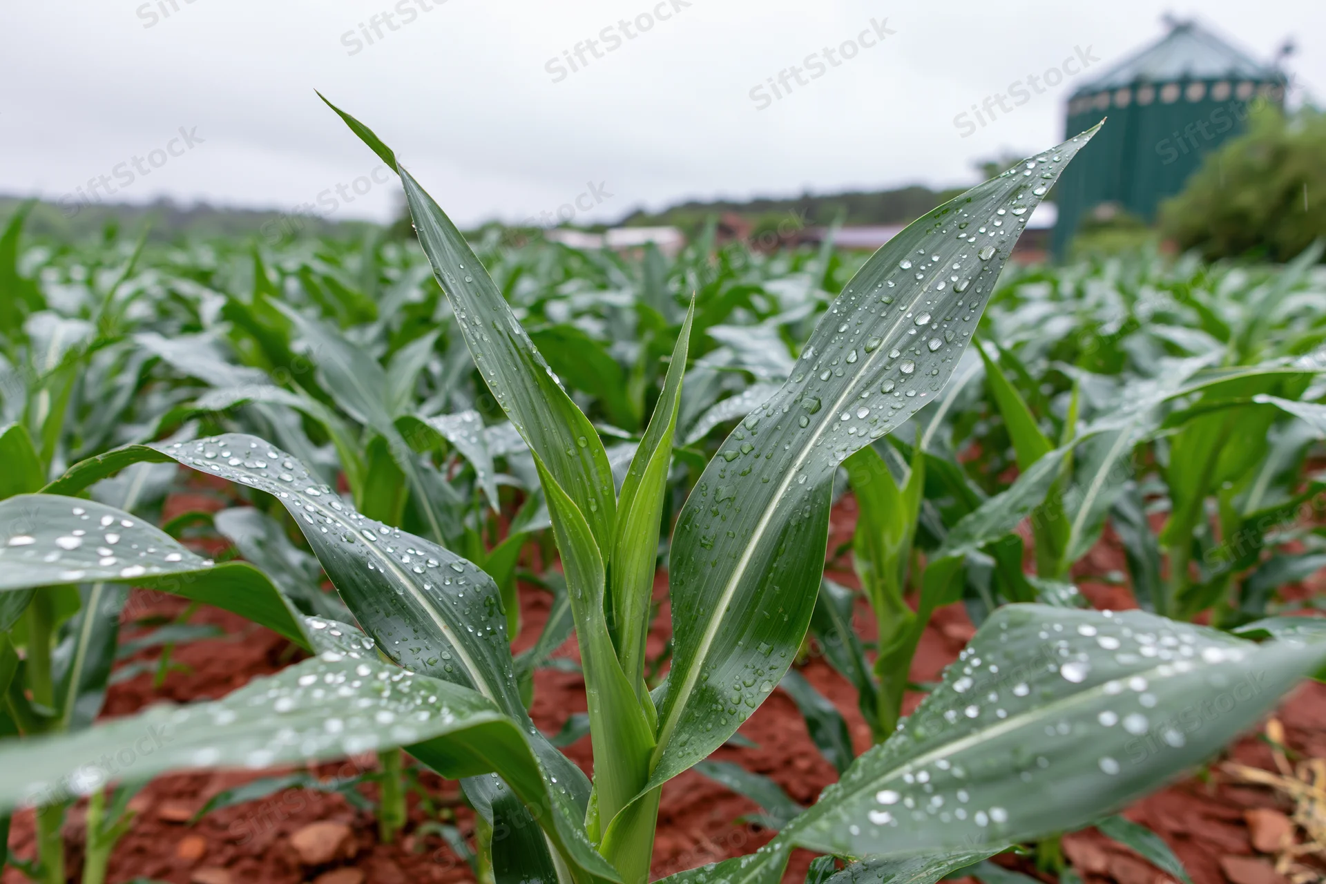 Young corn plants with raindrops on leaves in a red-soil field