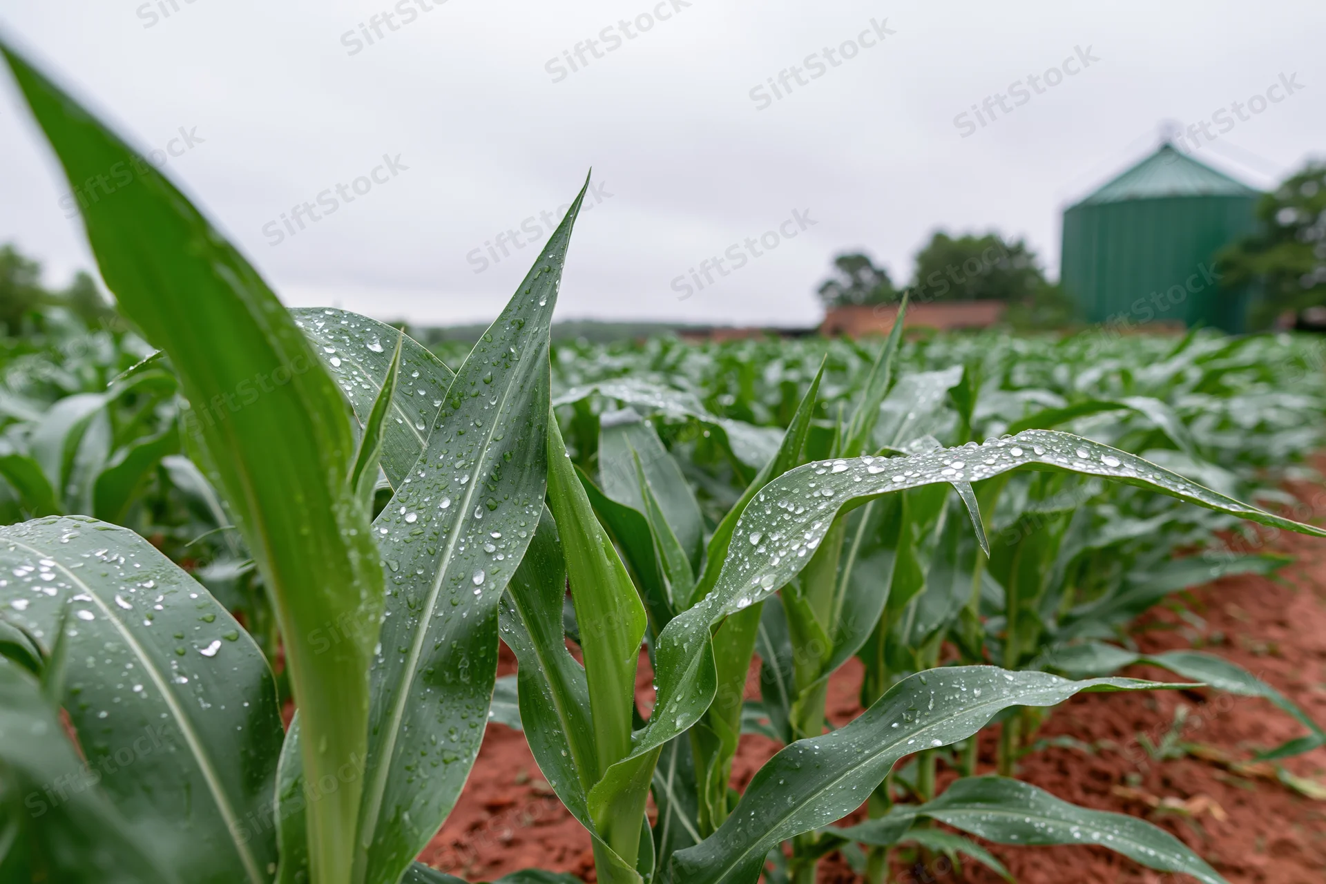 Rain-soaked young corn plants growing in a field with a green silo in the background