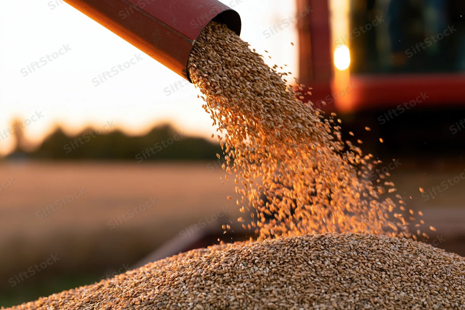 Red combine harvester auger pouring wheat grain into a pile at sunset in a field