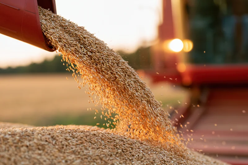 Red combine harvester auger pouring wheat grain into a pile in a field at sunset