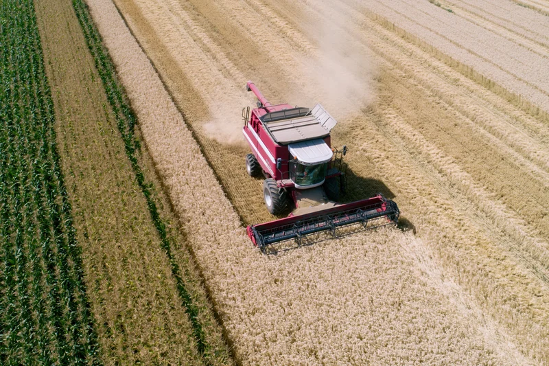 Red combine harvester harvesting wheat in a golden field