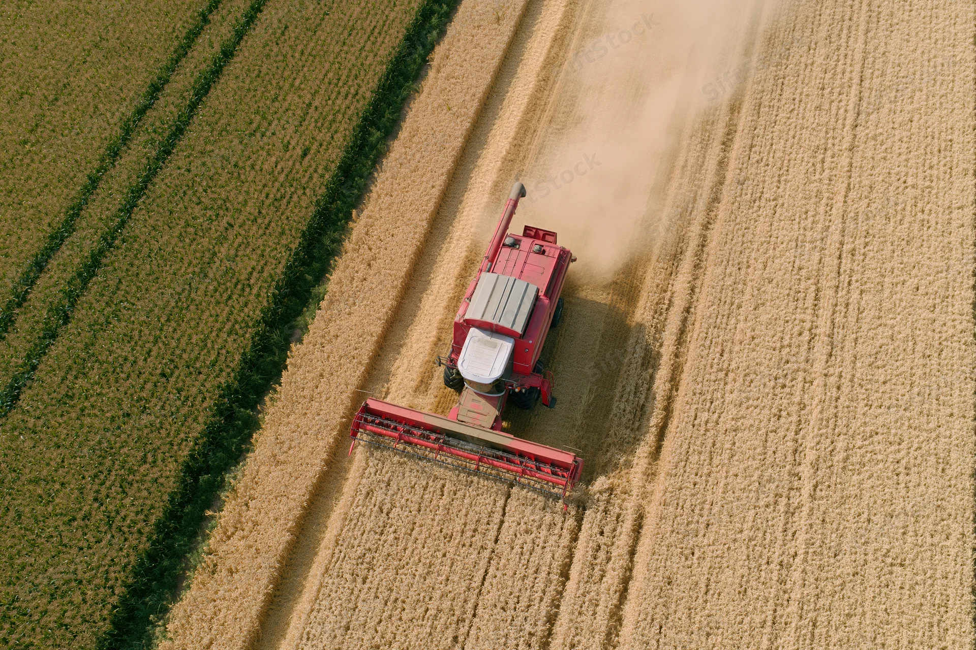Red combine harvester harvesting golden wheat in a rural field from above