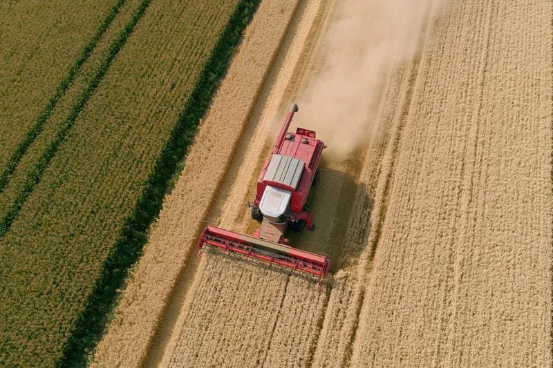 Red combine harvester harvesting golden wheat in a rural field from above