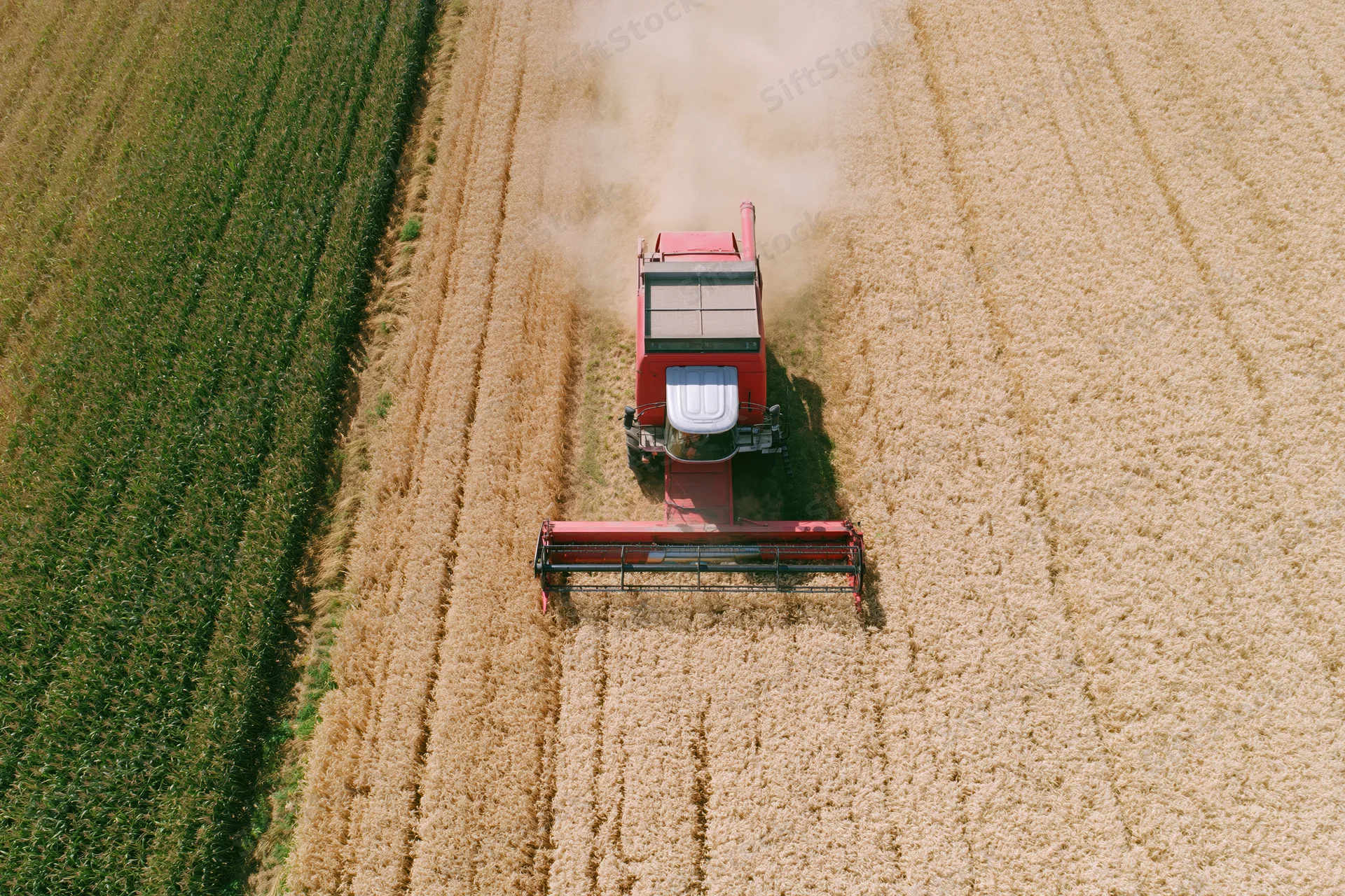 Red combine harvester harvesting golden wheat in a rural field