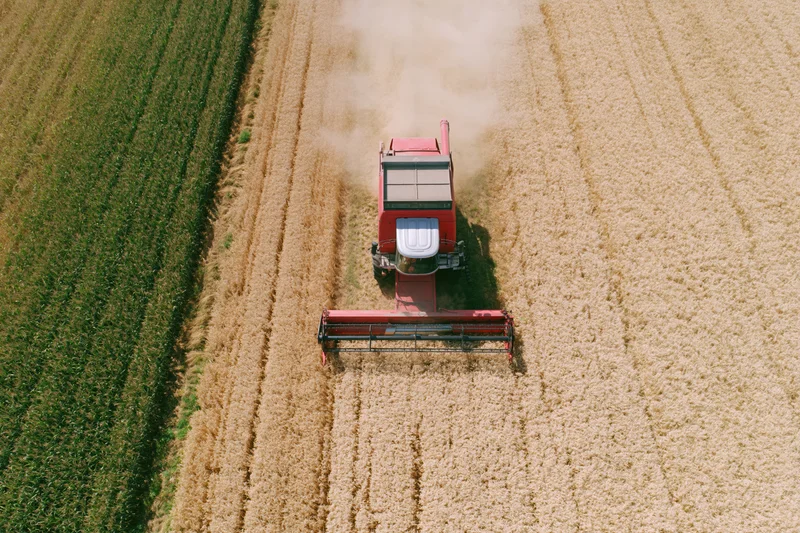 Red combine harvester harvesting golden wheat in a rural field