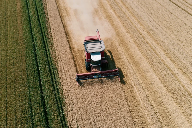 Red combine harvester harvesting golden wheat in a rural field from above