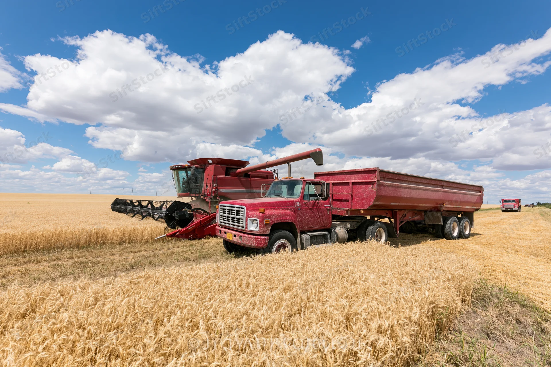 Red combine harvester offloading grain into red truck trailer in wheat field