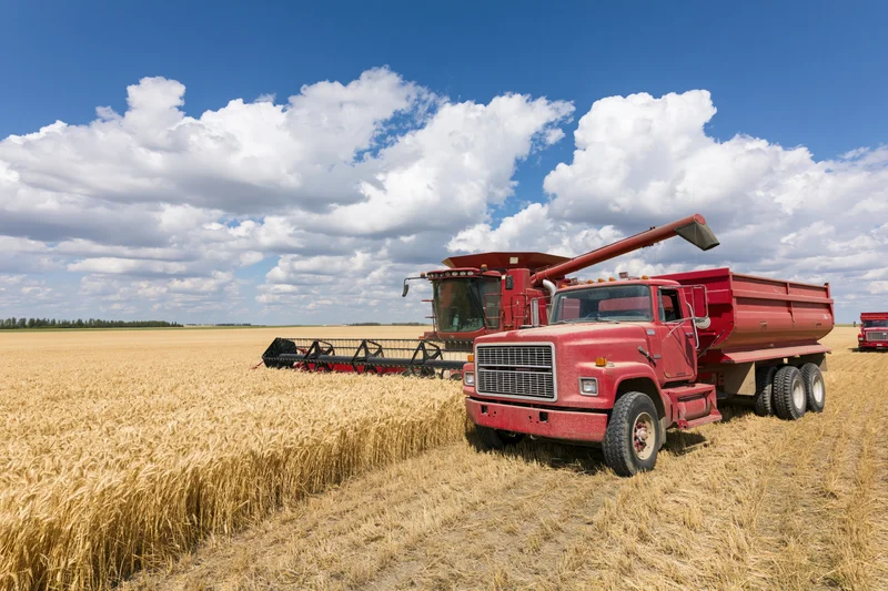 Red combine harvester offloading grain into red truck in wheat field