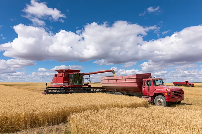 Red combine harvester offloading harvested grain into a red truck in a golden wheat field under a blue sky with clouds