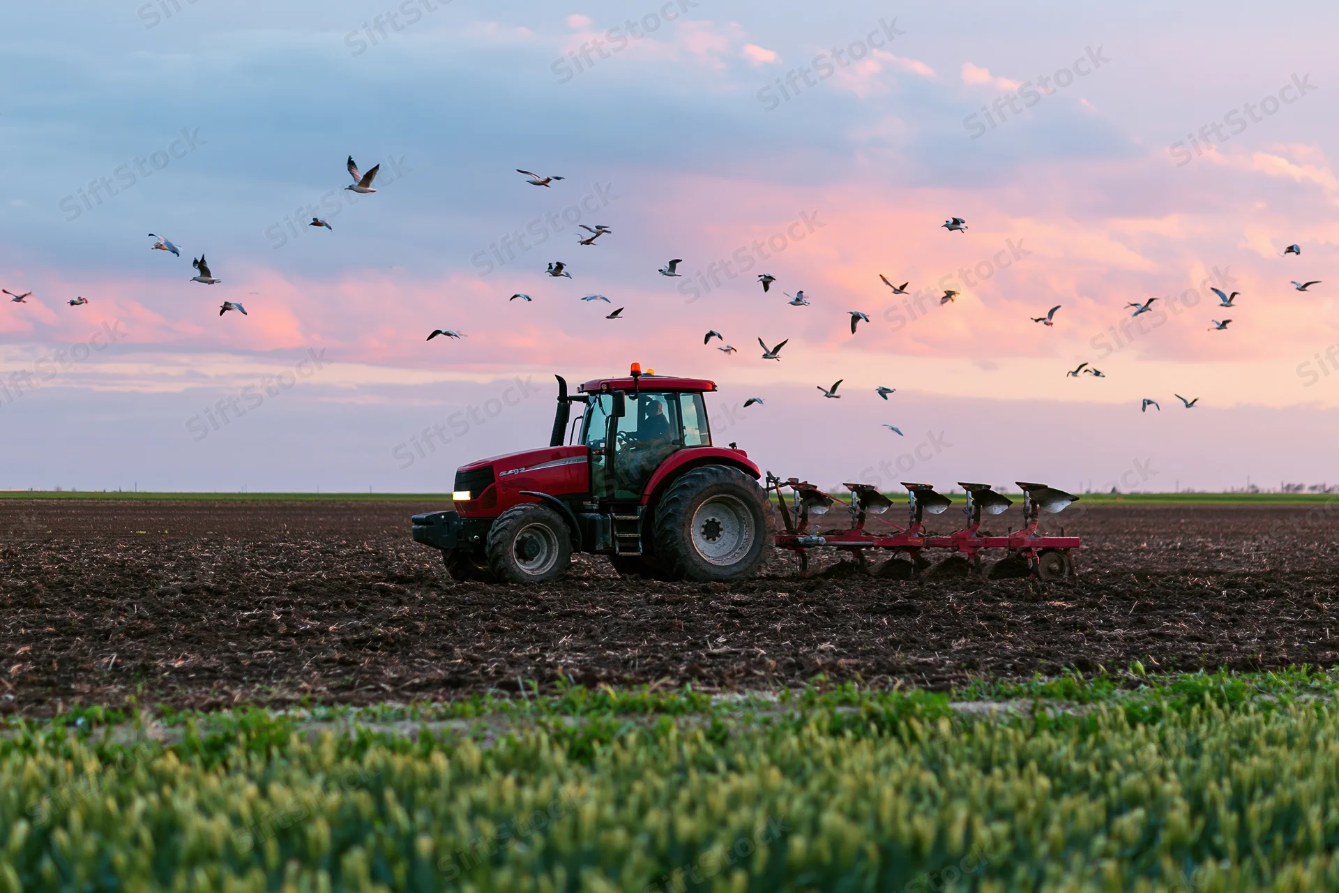 Red tractor pulling multi-blade plow across tilled field at dusk with birds flying overhead