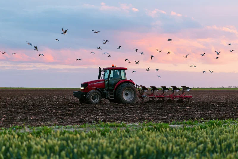 Red tractor pulling multi-blade plow across tilled field at dusk with birds flying overhead