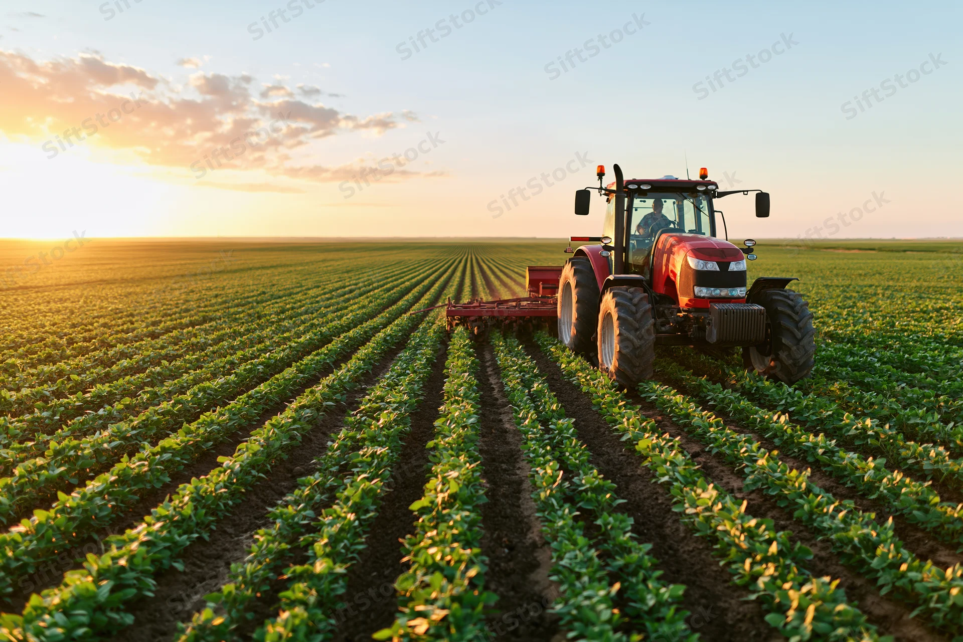 Red tractor pulling tillage implement across rows of green crop in vast field at sunset