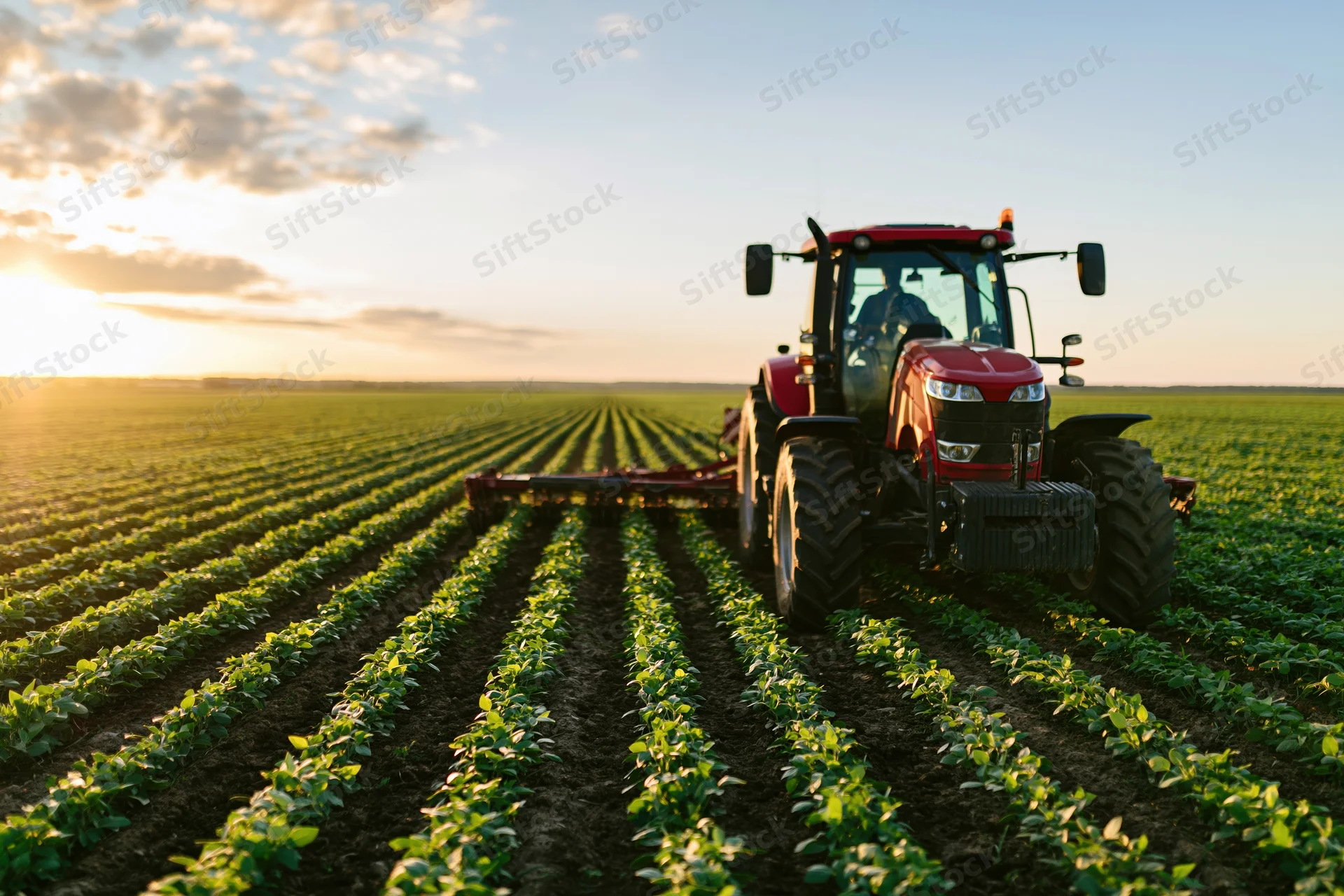 Red tractor pulling tillage implement across soybean field at sunset