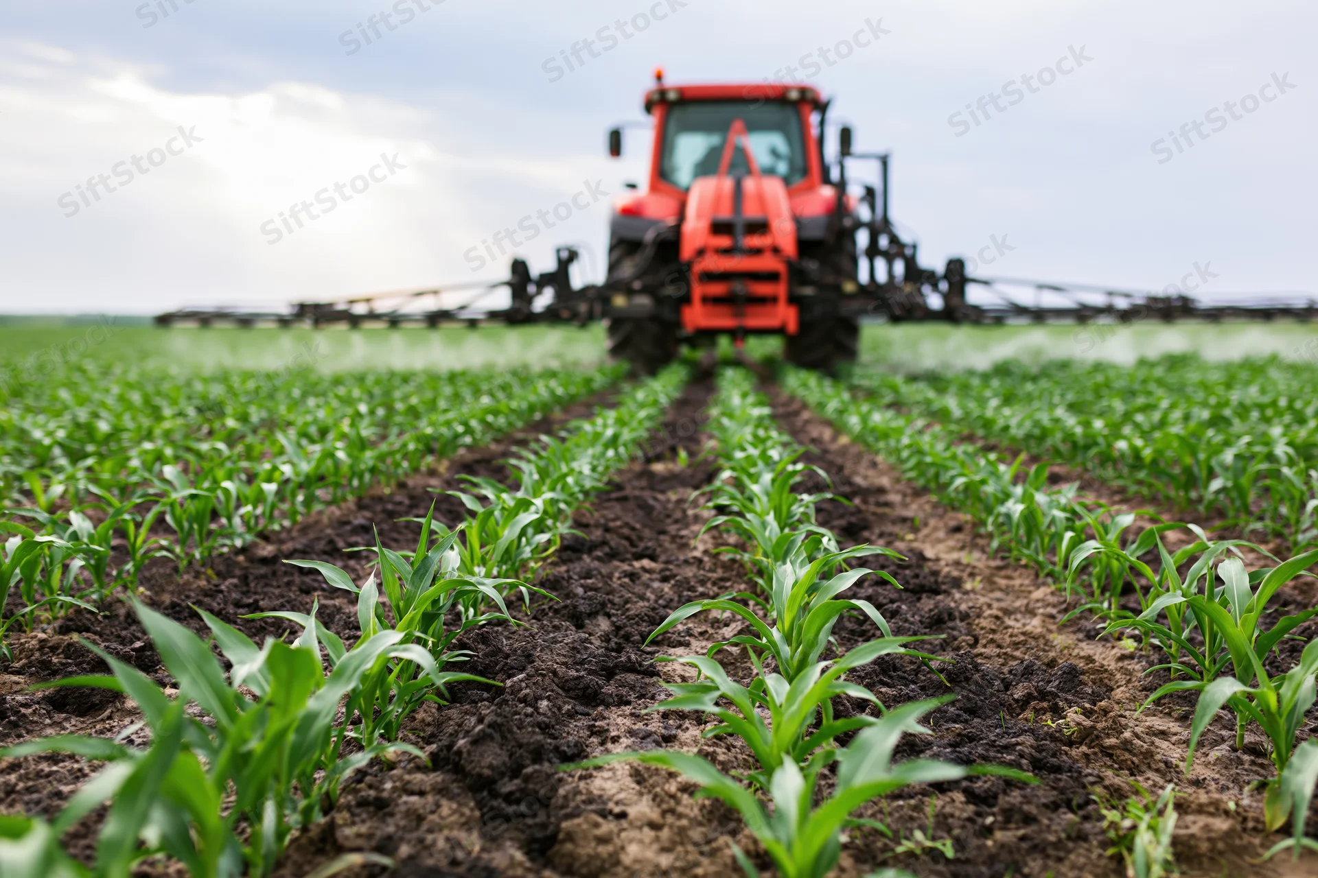 Red tractor with mounted sprayer applying pesticide across rows of young corn in a field