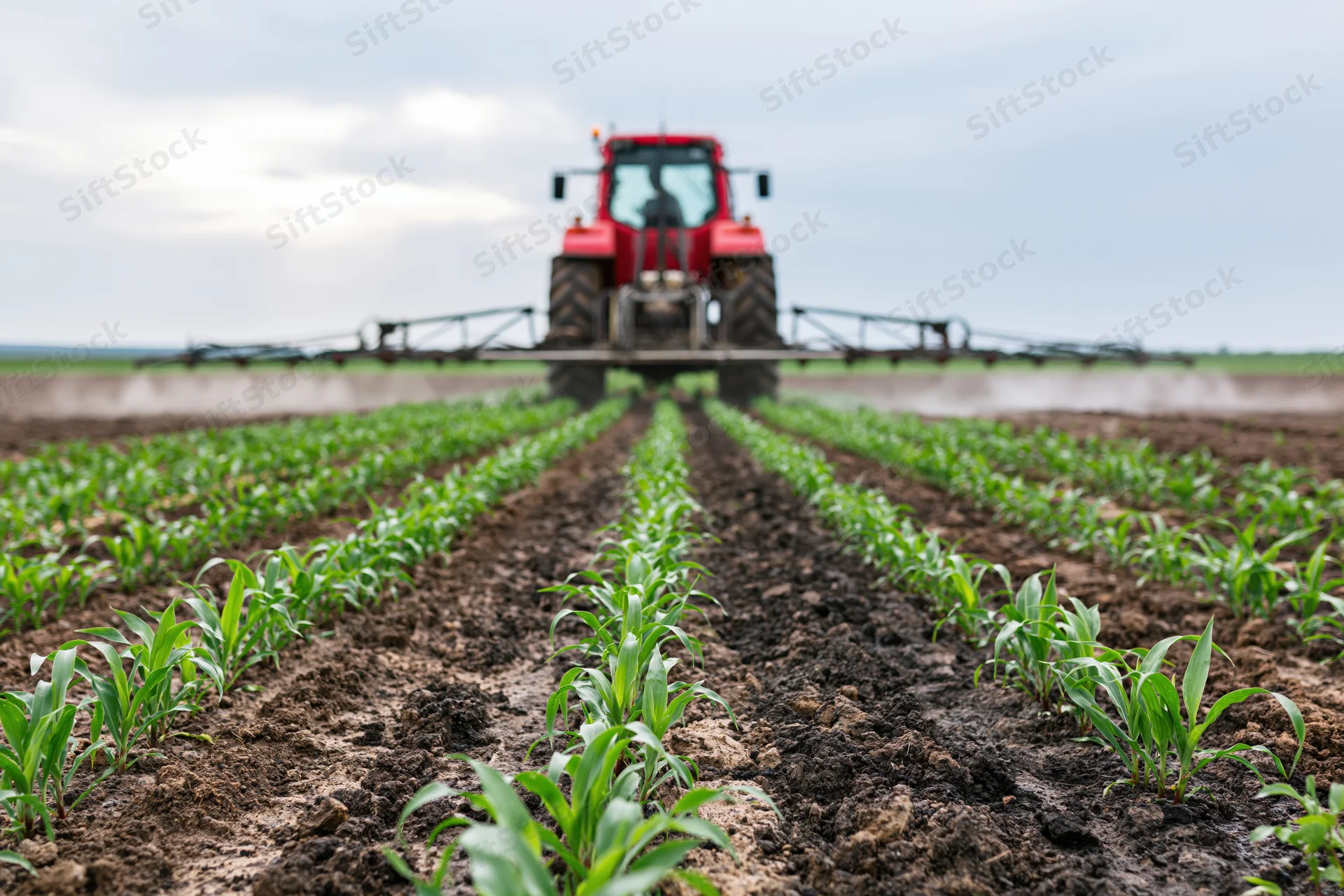 Red tractor with mounted sprayer applying pesticide across rows of young corn in a farm field