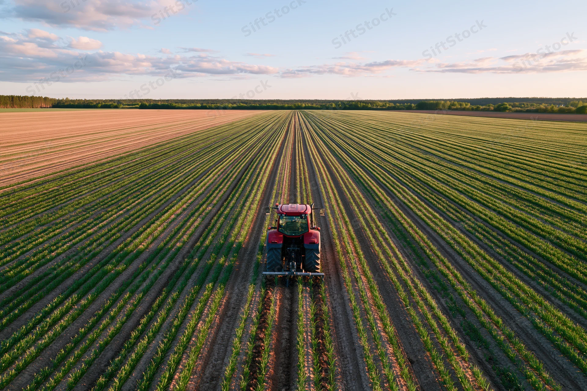 Red tractor cultivating long parallel rows of young green crops in a vast field